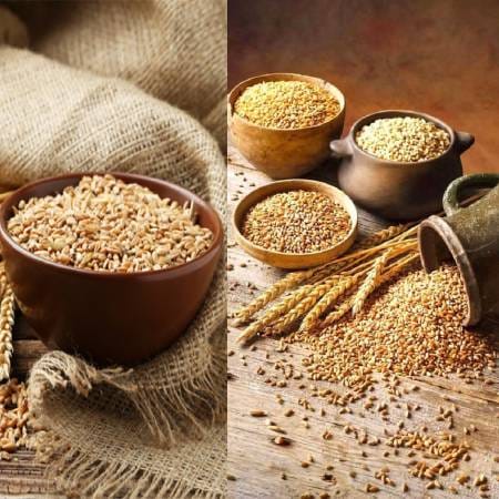 سبوس گندم بهتر است یا جو؟